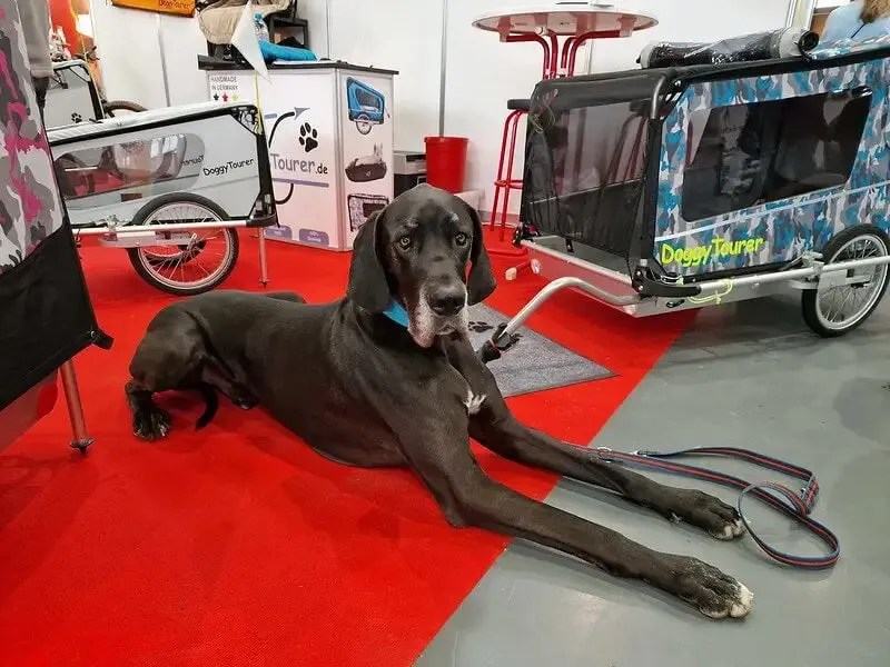 Doggy Tourer Boomer X Dog Bike Trailer