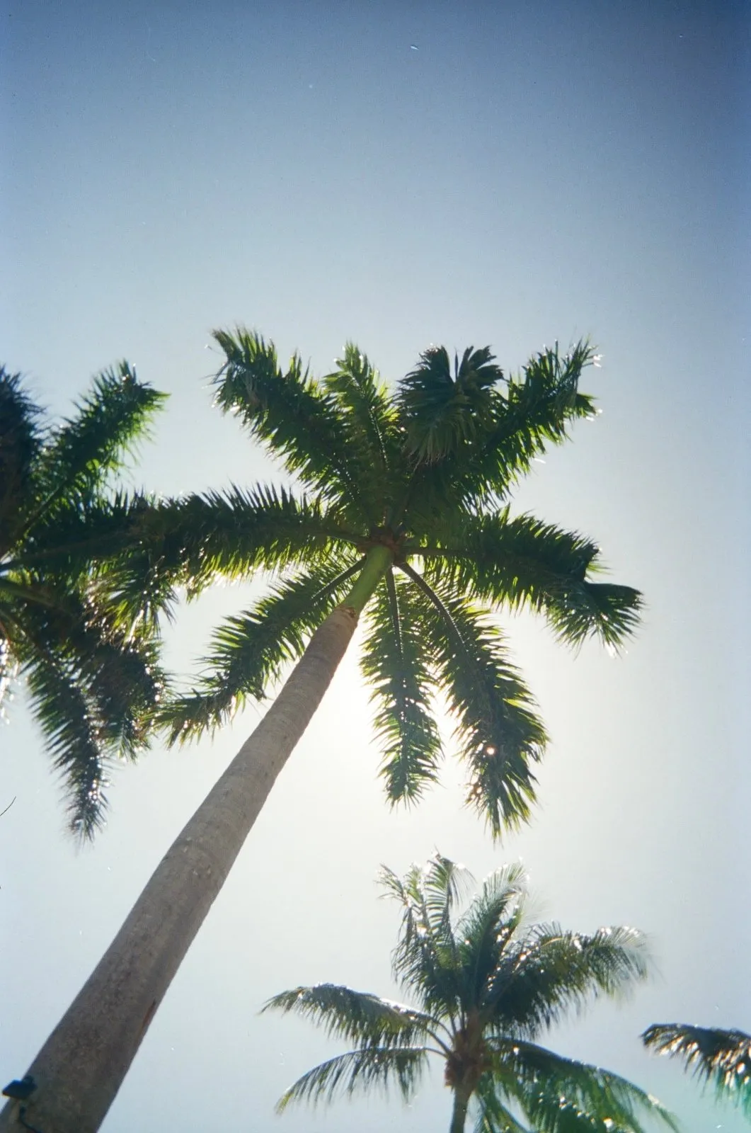Fotofoto FF-1 Sustainable Disposable Camera